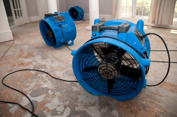 Best Water damage restoration mold remediation  in Estill, SC