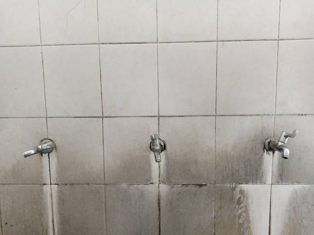 Best Professional water damage repair  in Estill, SC